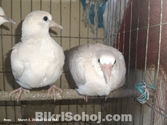 কম দামে ঘুঘু পাখি সিলেটের ভিতরে( ঘুঘু পাখির বাচ্চা)